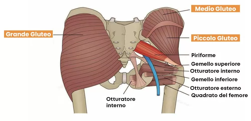 6 muscoli del gluteo 