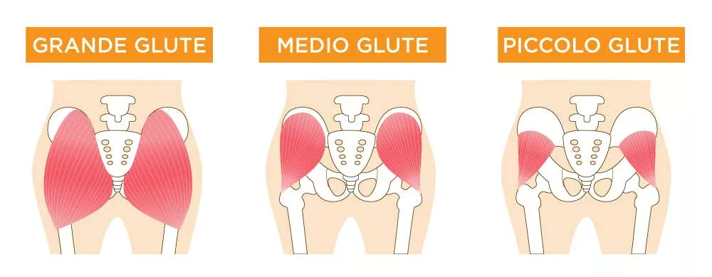 piccolo medio grande gluteo