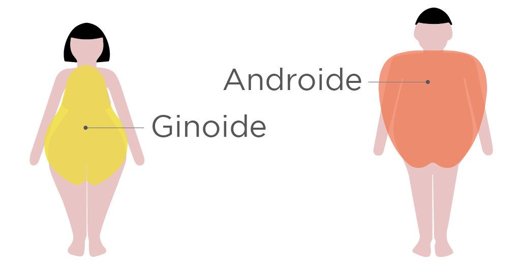 ginoide e androide