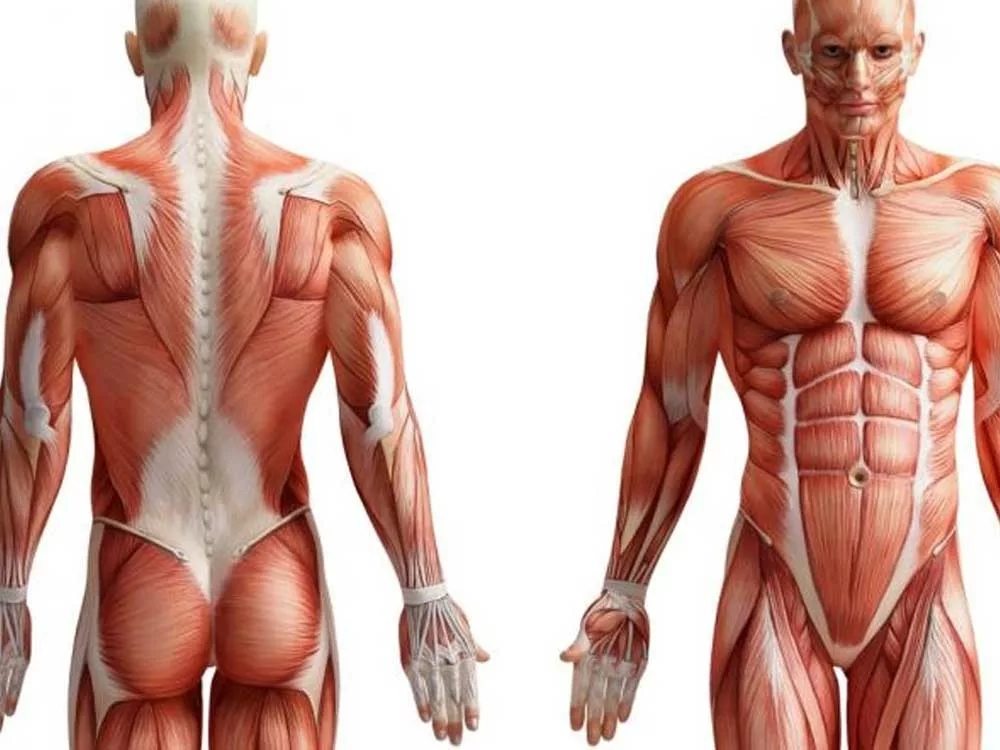 fibre muscolari corpo umano