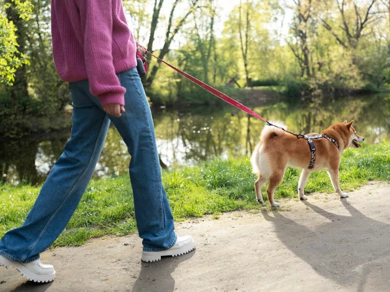 donna fa una passeggiata dopo pranzo con il cane 
