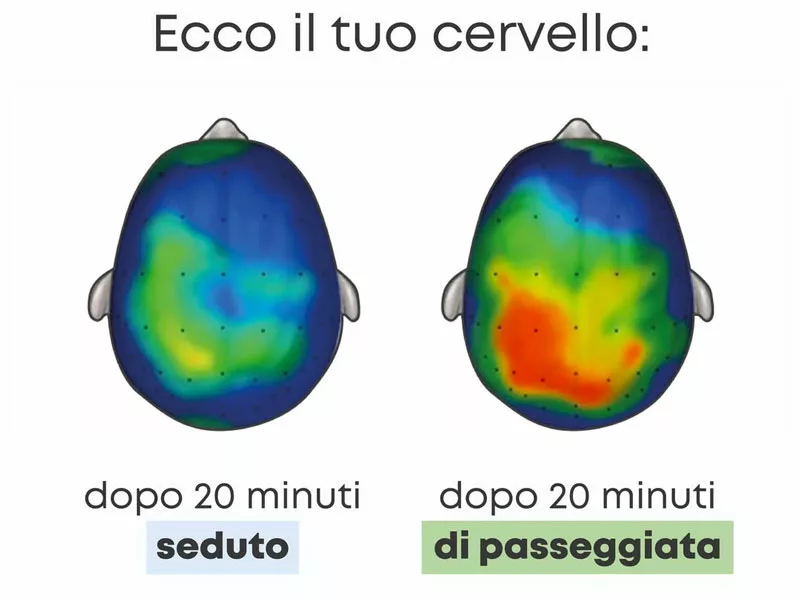 grafico che evidenza gli effetti della sedentarietà sul cervello