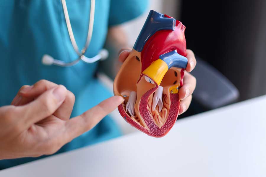 Medico mostra un modellino del cuore e indica con il dito il funzionamento del sistema cardiovascolare.