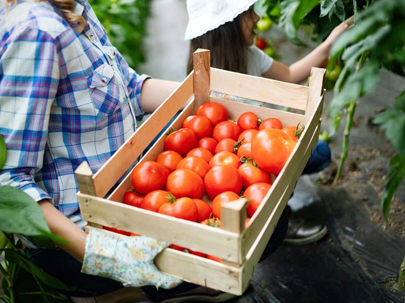 contadino tiene in mano una cassetta di pomodori rossi maturi