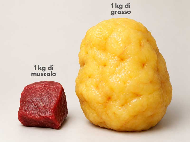 llustrazione che confronta un chilogrammo di muscolo e un chilogrammo di grasso, mostrando la differenza di volume tra i due tessuti.